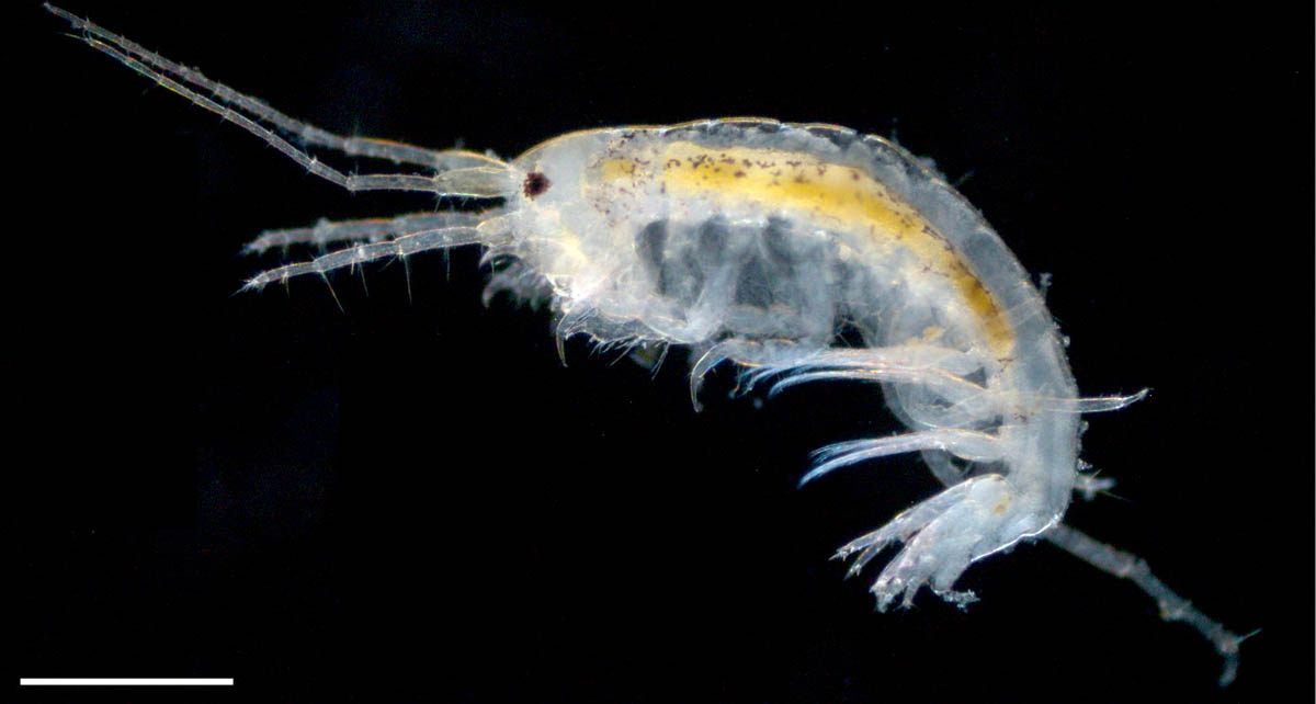 ユンボソコエビ科（Aoridae）の画像