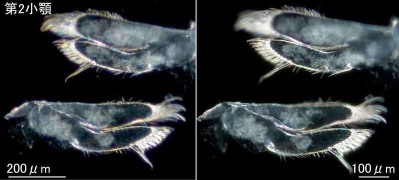 ミサキモクズ（Protohyale (Boreohyale) misakiensis）