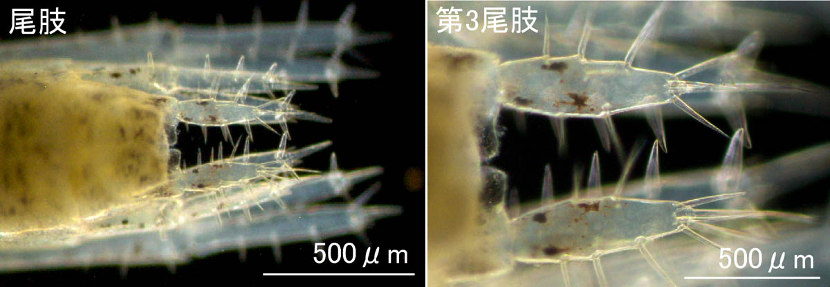 ニホンドロソコエビ（Grandidierella japonica）静岡タイプの画像