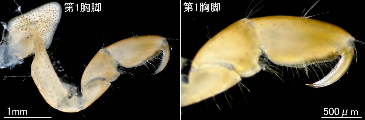 フサゲヒゲナガ？(Ampithoe cf. zachsi） 静岡タイプの画像