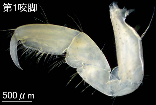 コウライヒゲナガ(Pleonexes koreana) 