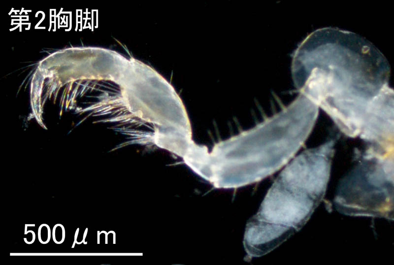 ブラブラソコエビ（Aoroides curvipes）焼津タイプの画像