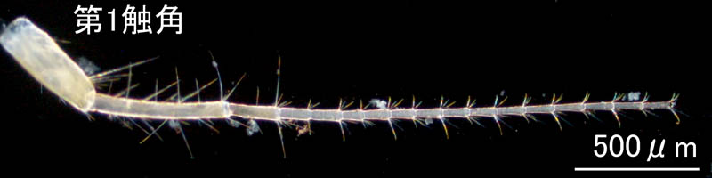 ブラブラソコエビ（Aoroides curvipes）焼津タイプの画像