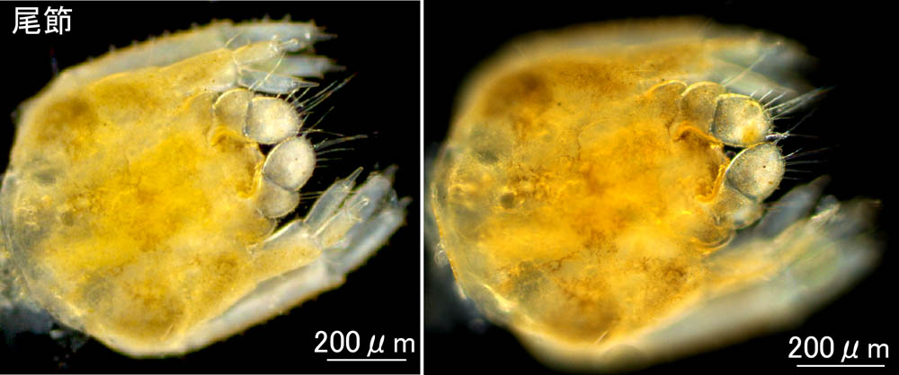 トンガリロドロクダムシ（Monocorophium insidiosum）の画像