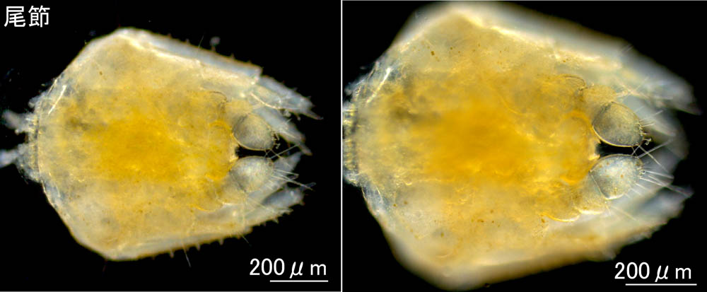 トンガリロドロクダムシ（Monocorophium insidiosum）の画像