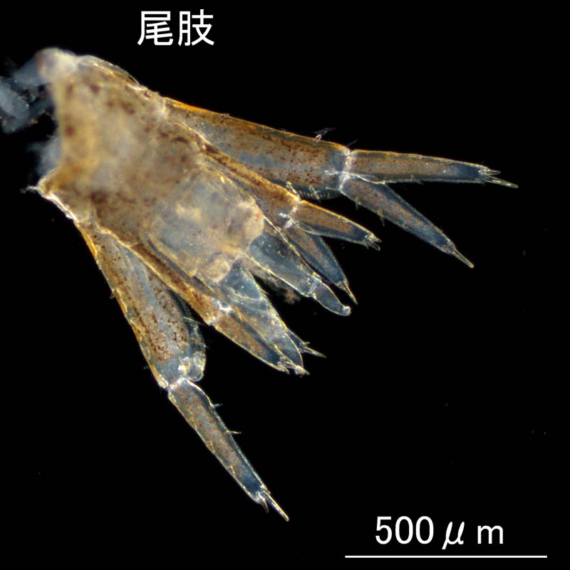 ホソヨコエビ（Ericthonius pugnax）の画像