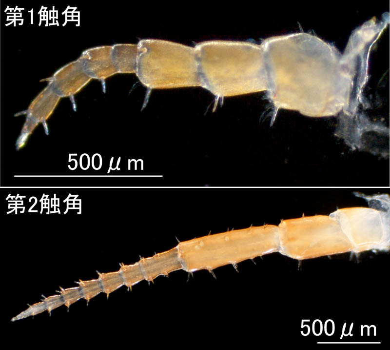 ハマトビムシ科 sp.A 新潟タイプの画像