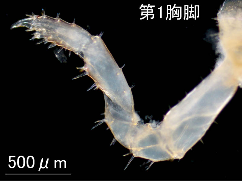 ハマトビムシ科 sp.A 新潟タイプの画像