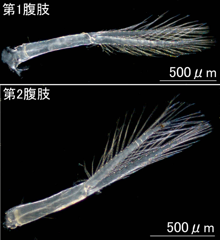 フサゲモクズ（Ptilohyale barbicornis, syn: Hyale barbicornis）の画像