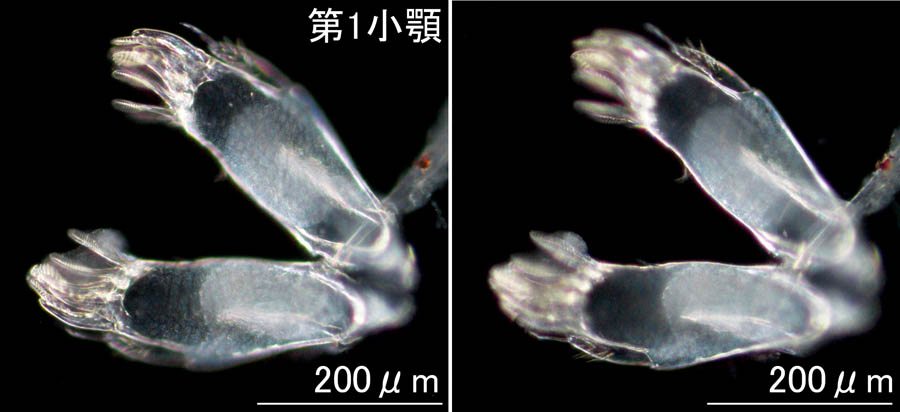 フサゲモクズ（Ptilohyale barbicornis, syn: Hyale barbicornis）の画像