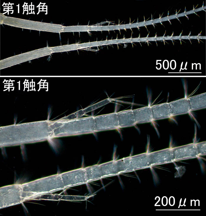 ヒゲツノメリタヨコエビ(Melita setiflagella）の画像