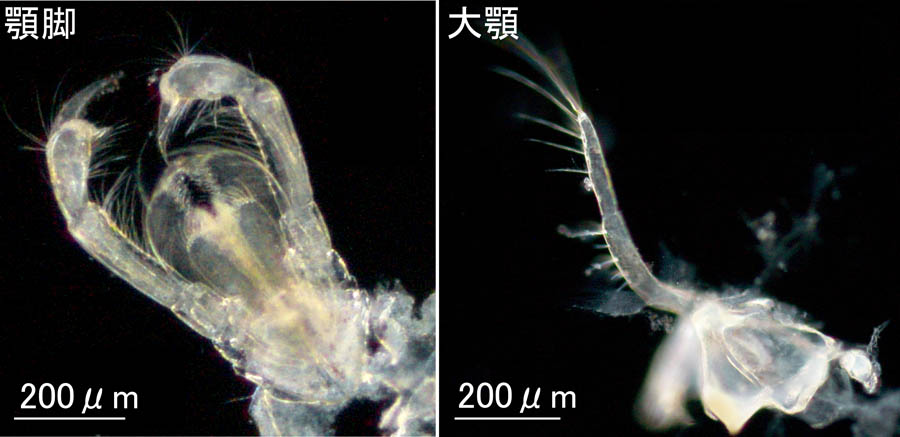 ヒゲツノメリタヨコエビ(Melita setiflagella）の画像