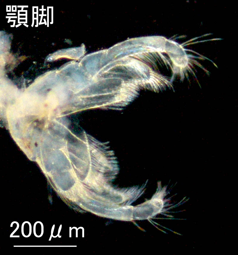 ニホンドロソコエビ（Grandidierella japonica）万石浦タイプの画像