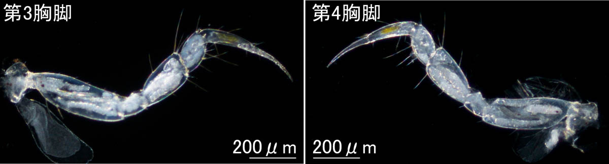 ニホンドロソコエビ（Grandidierella japonica）東京湾タイプの画像