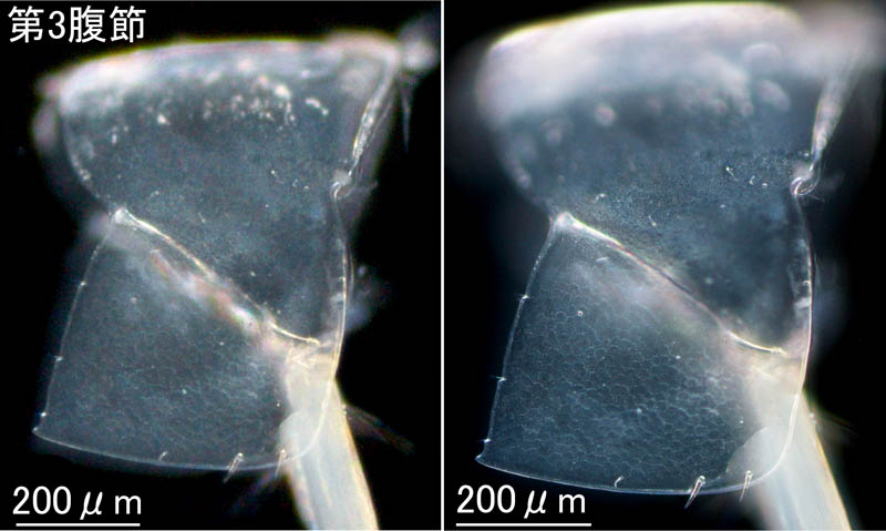 ヒゲツノメリタヨコエビ (Melita setiflagella）の画像