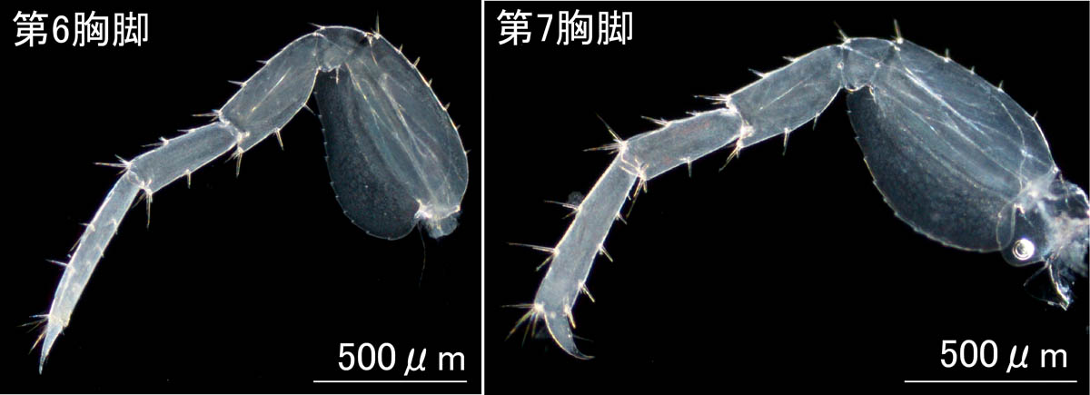 ヒゲツノメリタヨコエビ (Melita setiflagella）の画像