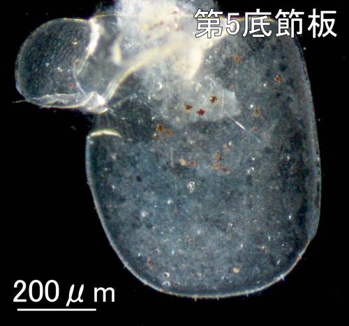 モズミヨコエビ（Ampithoe valida） 