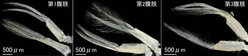 ポシェットトゲオヨコエビ(Eogammarus possjeticus) 