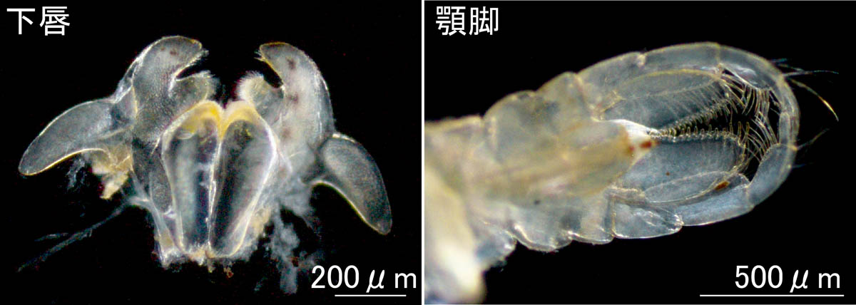 Ampithoe tarasovi の画像