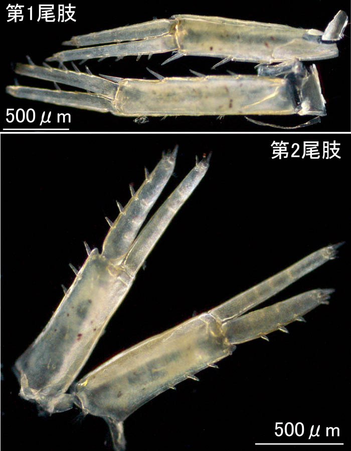 Ampithoe tarasovi の画像