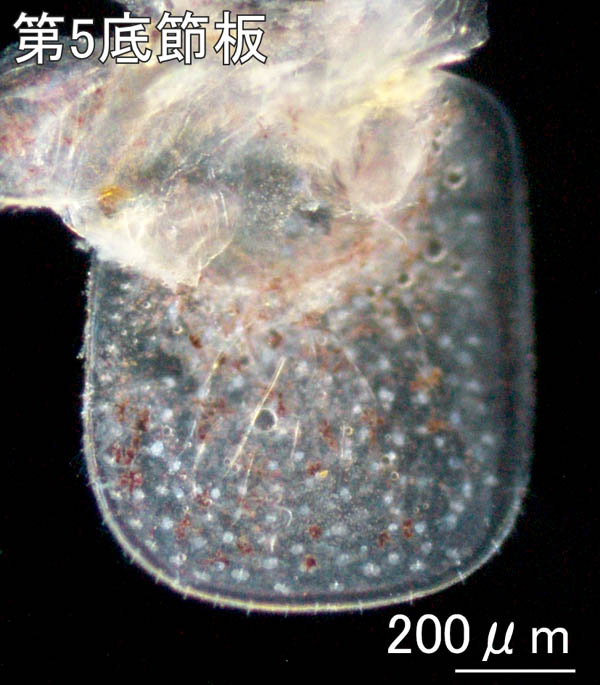 ニッポンモバヨコエビ(Ampithoe cf. lacertosa)男鹿半島タイプ