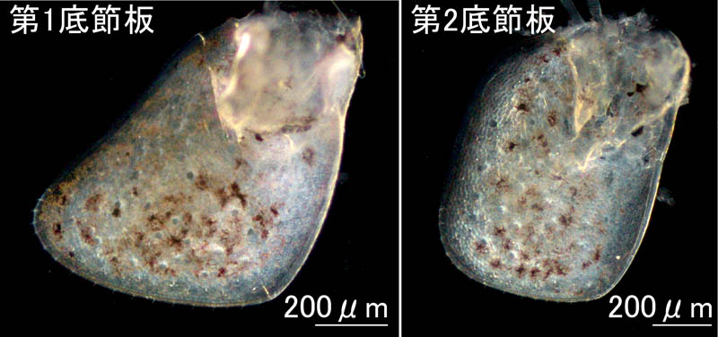 ニッポンモバヨコエビ(Ampithoe cf. lacertosa)男鹿半島タイプ