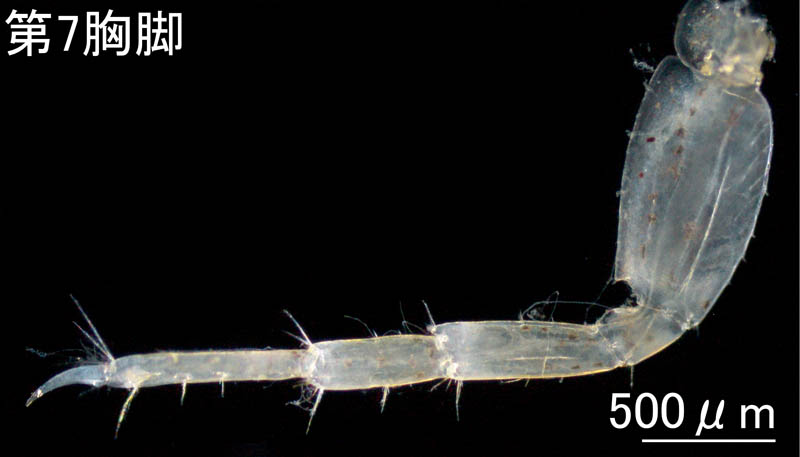 モズミヨコエビ（Ampithoe valida） 男鹿半島タイプAの画像