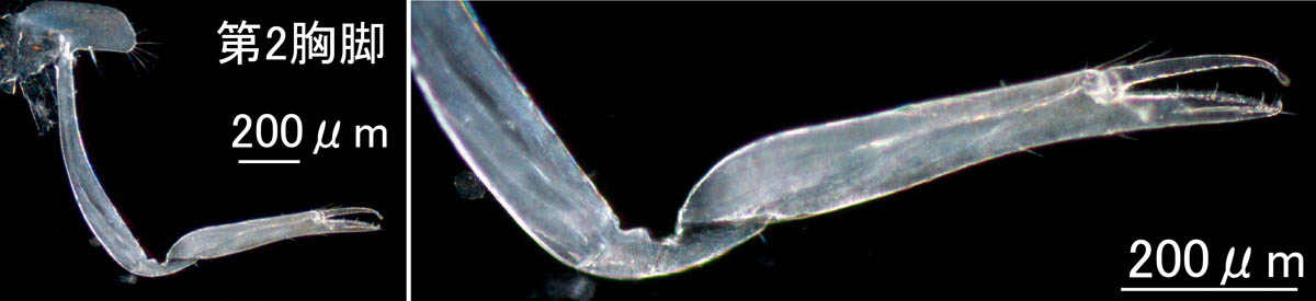 サンパクソコエビ属の1種（Synchelidium sp.）の画像