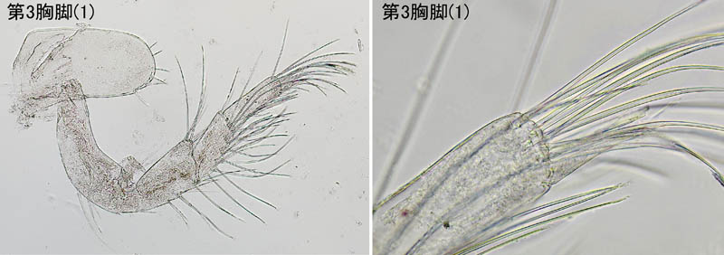 センベイサンパツソコエビ(Americhelidium latipalpum)