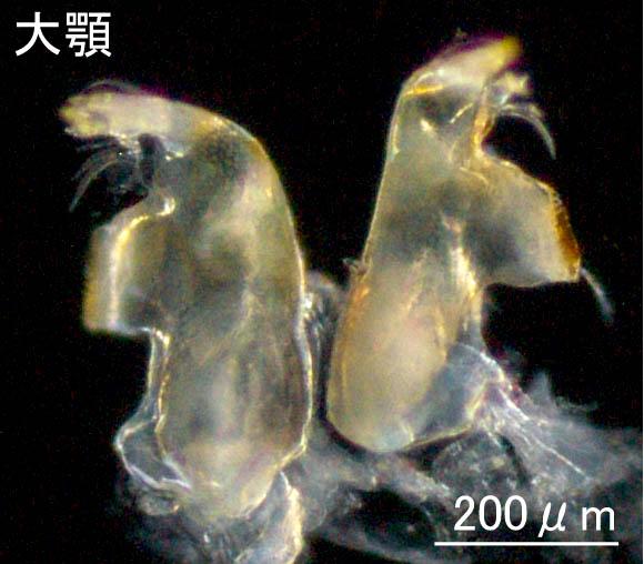 ミサキモクズ（Protohyale (Boreohyale) misakiensis）の画像