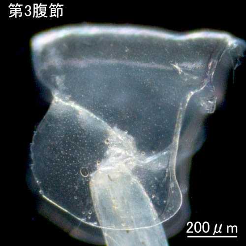 ミギワヨコエビ属の1種 (Paramoera sp.)