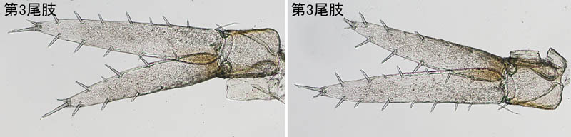 エンマヨコエビ科の1種 (Dexaminidae gen sp.F) 