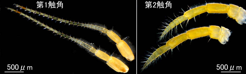 ニセヒゲナガヨコエビ属の1種 (Sunamphitoe sp.3)