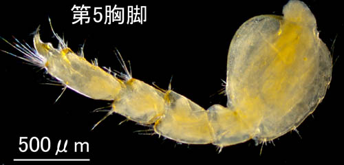 ニセヒゲナガヨコエビ属の1種 (Sunamphitoe sp.3)