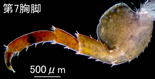 ミサキモクズ（Protohyale (Boreohyale) misakiensis）