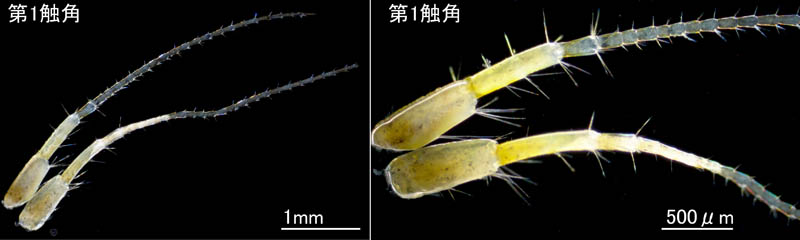 モズミヨコエビ（Ampithoe valida） 
