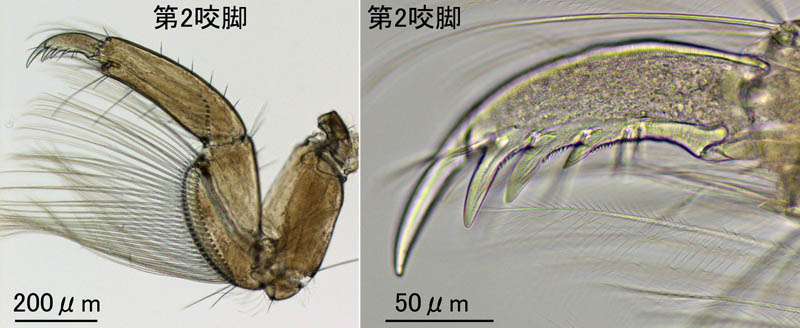 ドロクダムシ科の1種（Corophiidae gen sp.C）北海道産