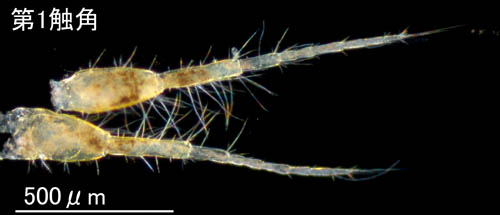 ドロクダムシ科の1種（Corophiidae gen sp.C）北海道産