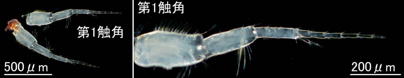 マルソコエビ属の1種 (Urothoe sp.) 