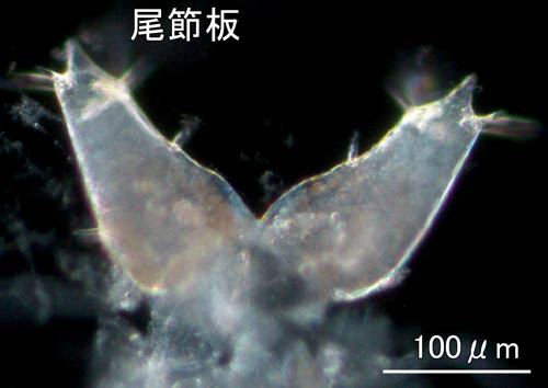 メリタヨコエビ属（Melita sp.2）
