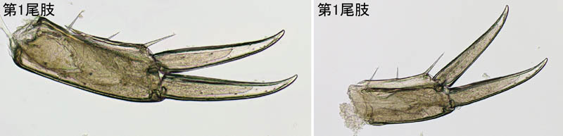 ナミノリソコエビ(Haustorioides japonicus)