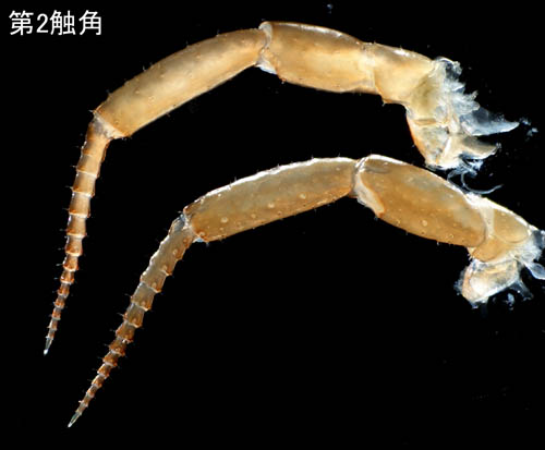 ヒメハマトビムシ種群の1種 （Platorchestia sp.）