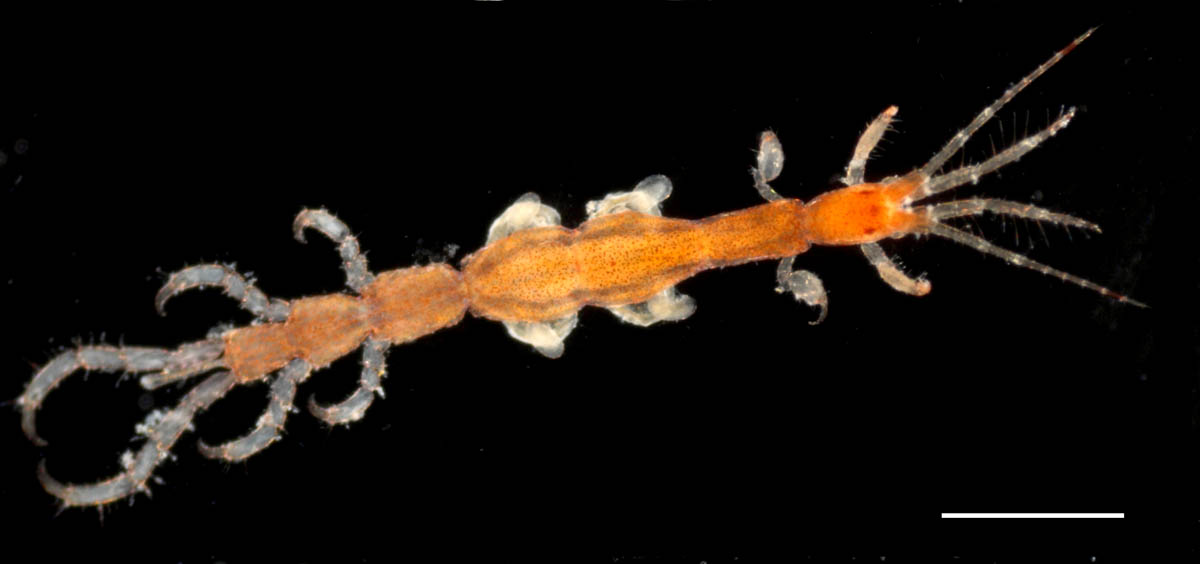 マルエラワレカラ（Caprella penantis）の画像