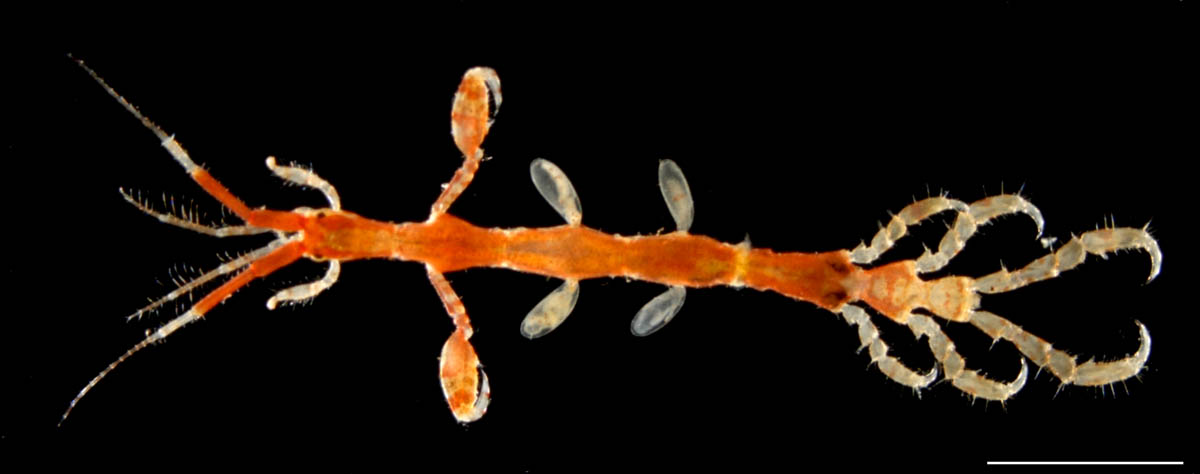 マルエラワレカラ（Caprella penantis）の画像