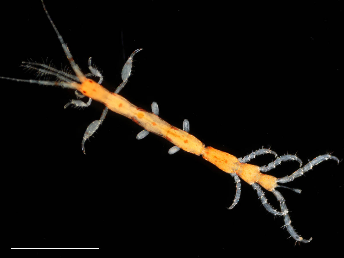 ワレカラ （Caprella sp.1）の画像