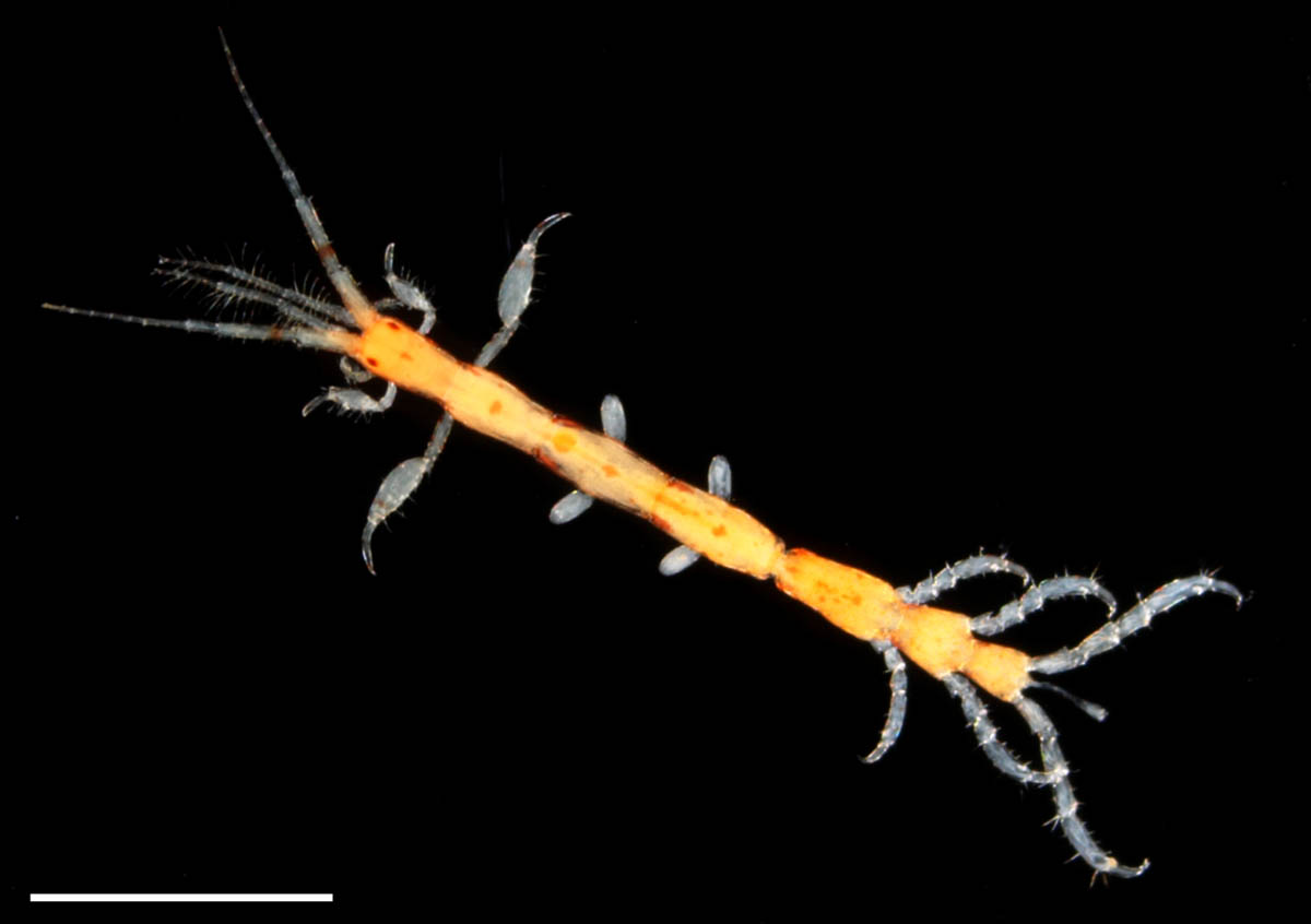ワレカラ （Caprella sp.1）の画像