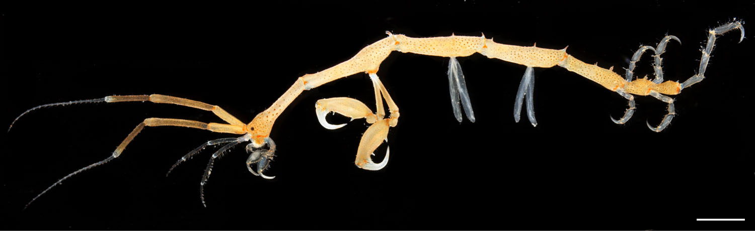 キタワレカラ(Caprella bispinosa)の画像