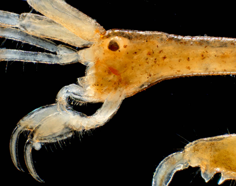 L^J(Caprella bispinosa)