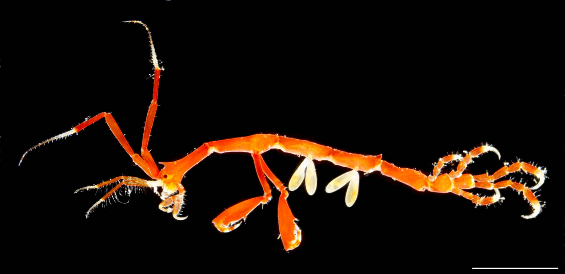 トゲワレカラ(Caprella scaura diceros)の画像