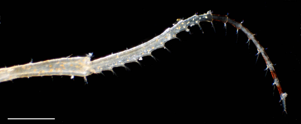 トゲワレカラ(Caprella scaura diceros)の画像